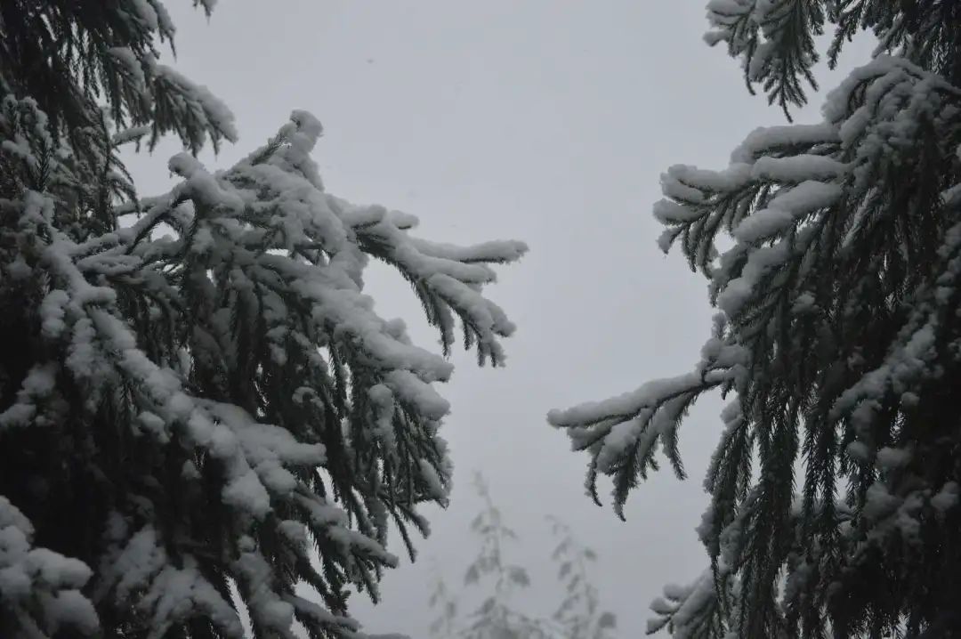 冰雪|绝美雪景！古蔺邀请你来体验“冰雪奇缘”