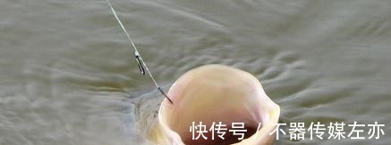 弹簧|野钓鲢鳙，鱼钩、弹簧、毛刷钓组哪种好用？