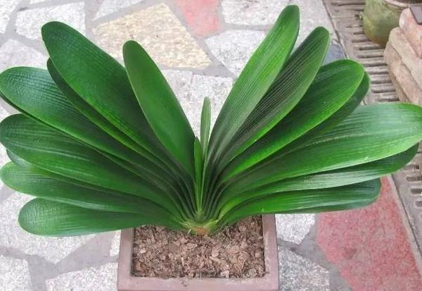 叶子|养殖君子兰该如何补充养分3种东西,让它嗖嗖地开花、疯长