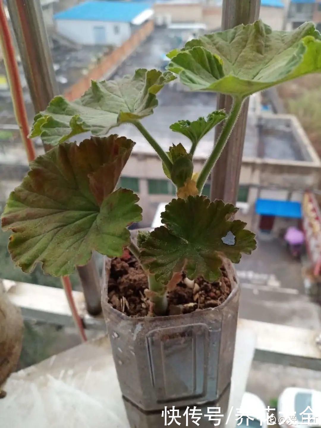 11种常见花，现在扦插，成活率特高