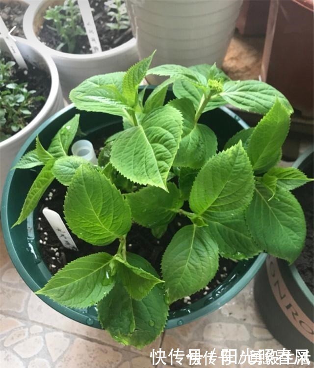 绣球花开花稀拉拉,一剪一补一遮,轻松爆成大花球!