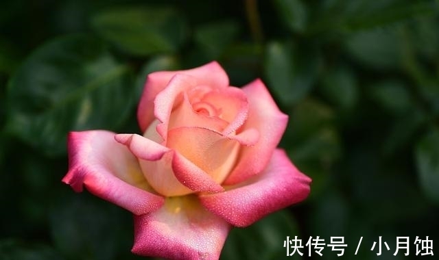 藤本月季|冬季养月季花，做好4要点，顺利越冬，来年开花多又艳