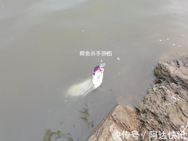 钓友|罕见!四川三岔湖“翘嘴鱼王”被人钓上岸,钓友反馈:抱不动啊