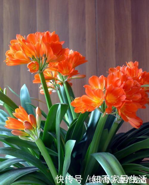 浇水|养君子兰,掌握3个技巧,养出大白根,嗖嗖挤满盆,叶绿开花艳!