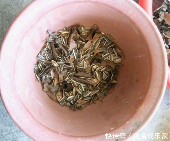 绿萝|4种花爱“吃土”,1年不换盆,盆里全是根不见土,换盆才能长好