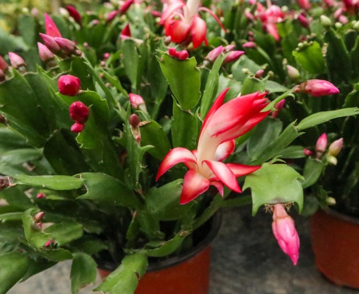 养护|蟹爪兰长出这种叶子，立马掰掉它，嗖嗖冒花苞！