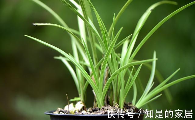 花盆|养兰花不会施肥怎么办?专为新手定制的技巧,不施肥养兰法