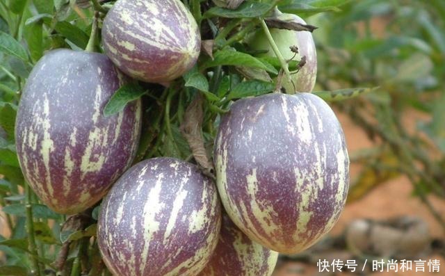 这4种水果,自从换了“洋名字”,吃货们纷纷购买!