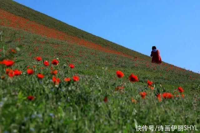 艳压群芳|美丽新疆:天山红花红似火