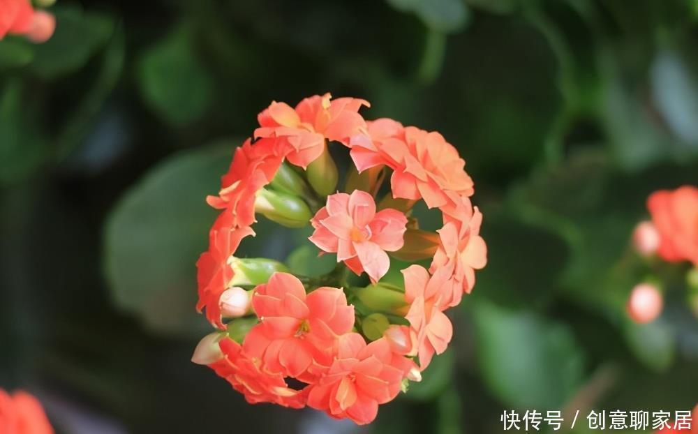 长寿花为什么不开花?先不要放弃,可能是花期推迟了