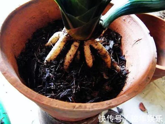 养花换土太麻烦,丢下这“2物”,土壤焕然一新,养啥花卉都爆盆