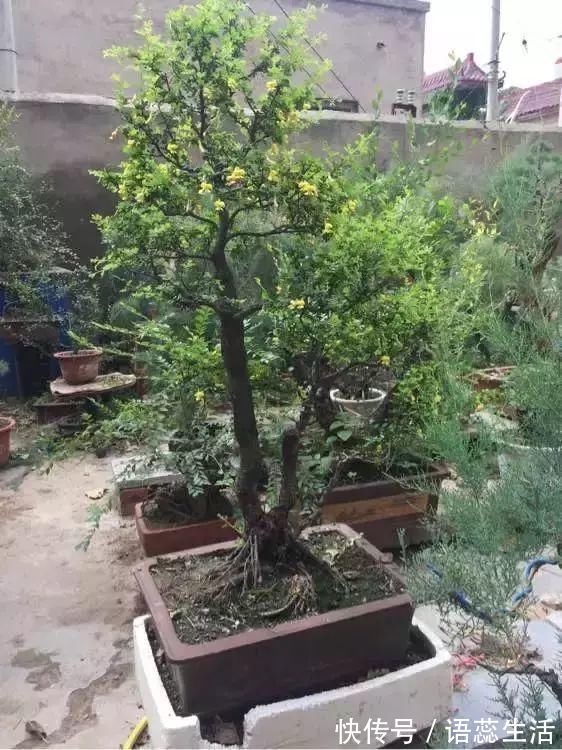 苍劲|山里的1棵老树桩,挖出来种盆里,开花后,眼睛都看直了!
