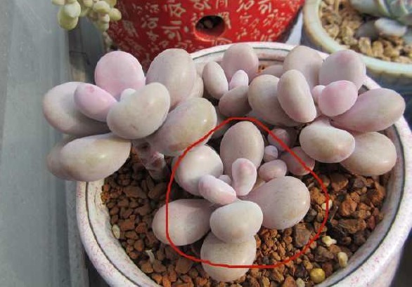 一棵小桃蛋的成长记,即使之然一身也不放弃生长,萌新萌化了