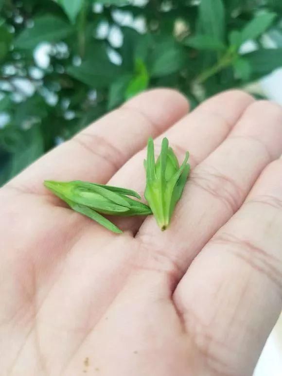 栀子月季，花还没开就发黑掉落，这些原因一看就懂！