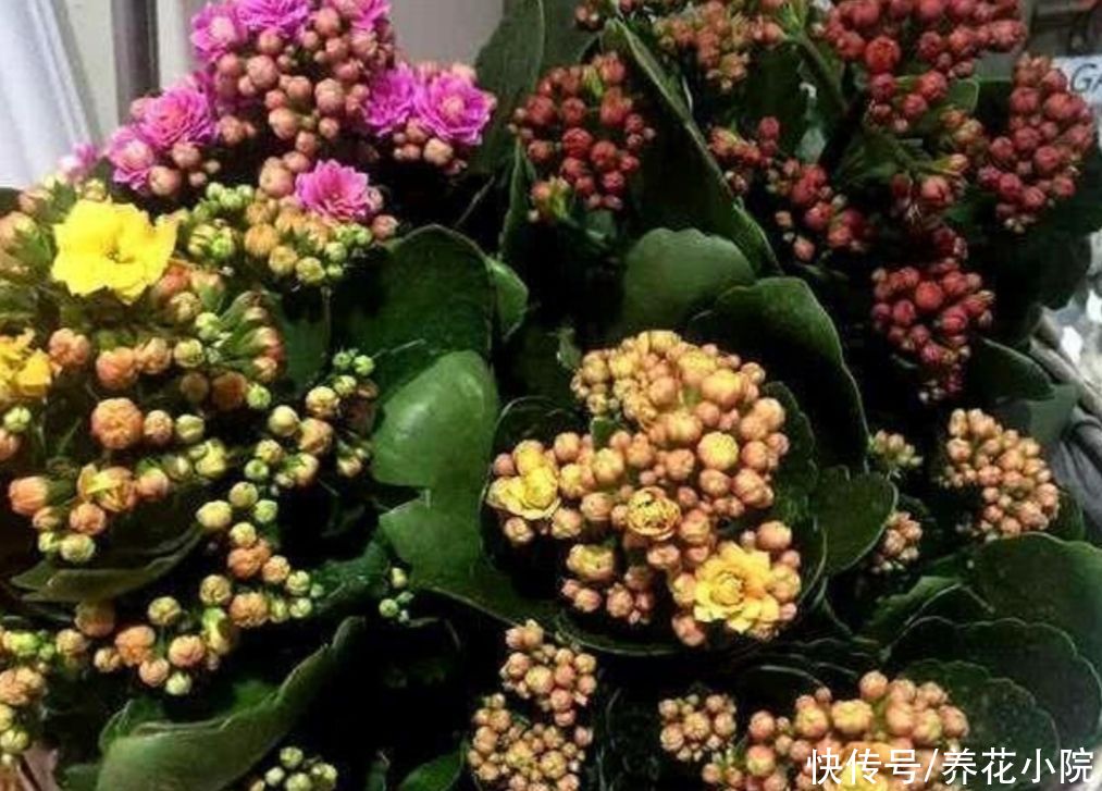 施肥|6月养长寿花,讲究“3少1多”,做到这几点,长得旺状态好