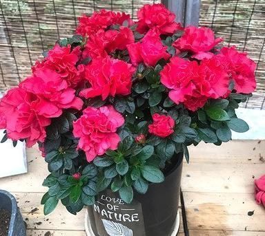 家庭|喜欢养护花卉,就养花色艳丽,开花爆盆的花卉,家庭美满!