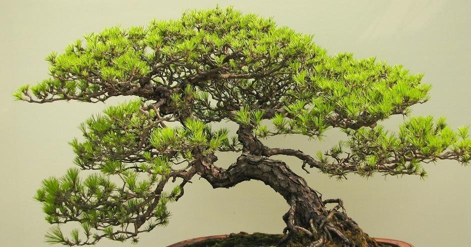 盆栽|该怎么将植物“矮化”,有什么好处?