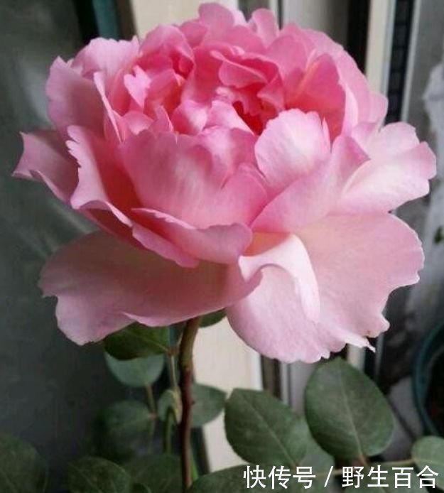 一养就上瘾的几种花,婀娜多姿,绚丽多彩,美到让人窒息!