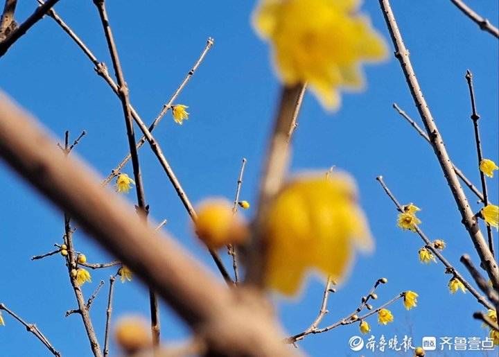 千佛山|大年初六济南晴空万里，千佛山可闻最香蜡梅