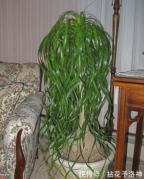 叶子天生就低垂的酒瓶兰，耐旱耐阴的观叶植物，新手必备植物