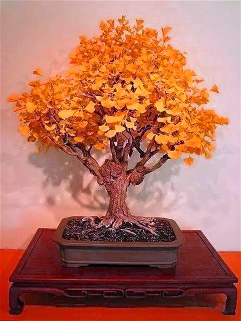 客厅养“树”不要少了这3棵，花3-5年时间，一棵1万无压力