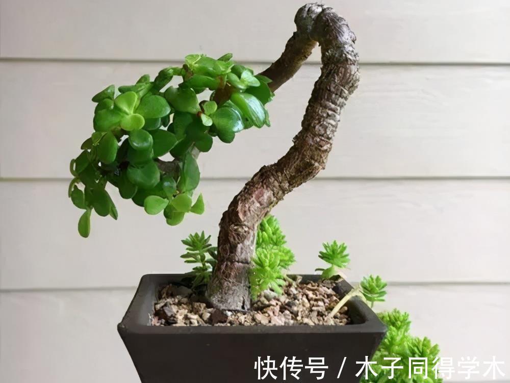 金枝玉叶|4种漂亮花，7月别忘了修剪，还能再开一茬花，剪得越狠花朵越多