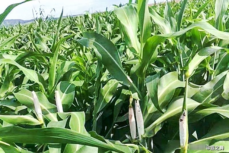 高粱上|这东西,农民痛恨不已,殊不知是“天然黑松露”,50元一斤