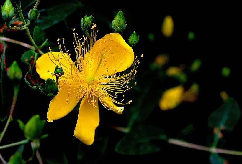 蔡松|轻如红豆排冰雪,一拂新鹅色更奇