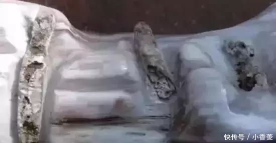  虫子|2亿年前的五条虫子 与大树一起变成了玉石！