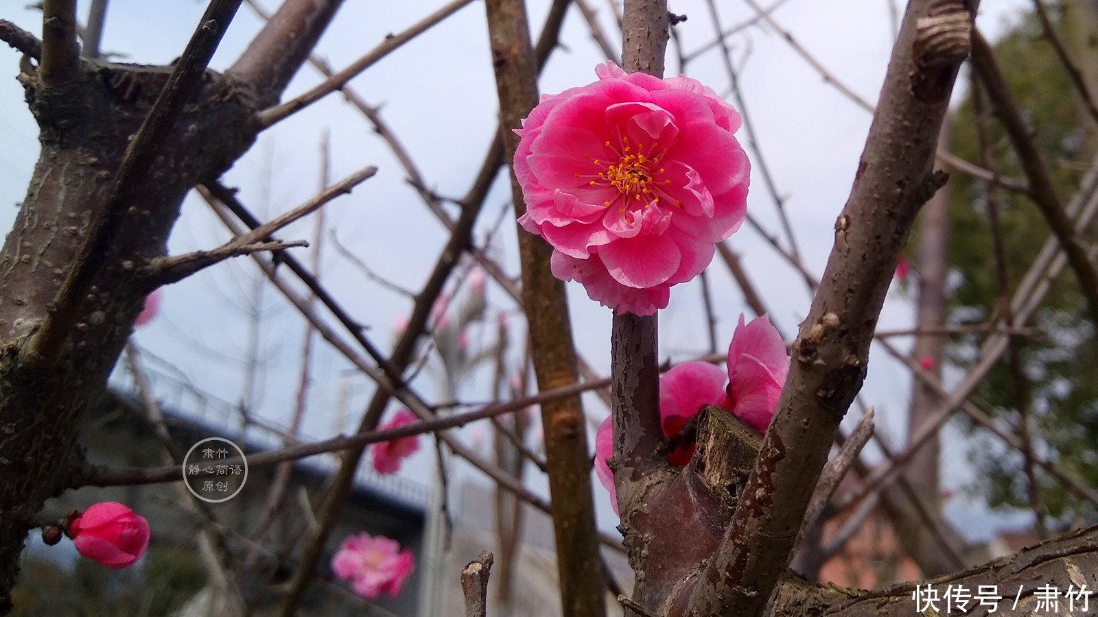 拾起地上的花瓣，仿佛拾起的初春的热情