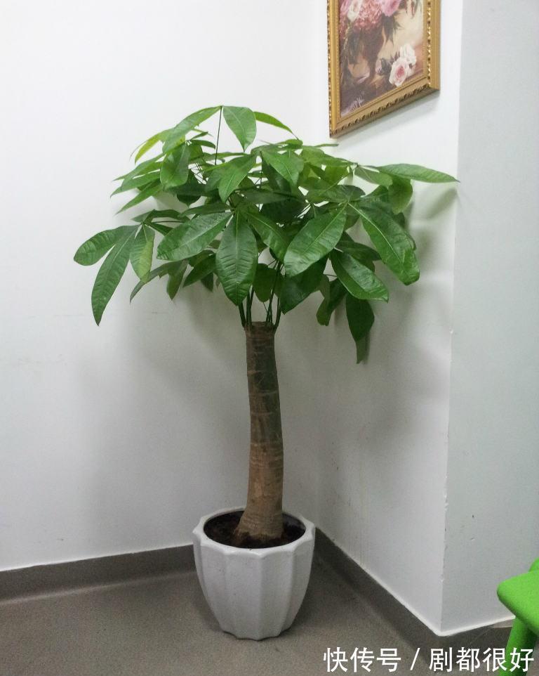 发财树快死了,做好几点,枝叶青翠欲滴,树干粗壮有力
