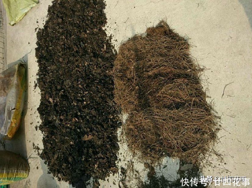 新手|君子兰秋天翻盆，有5段“顺口溜”，简单好学，新手照做即可