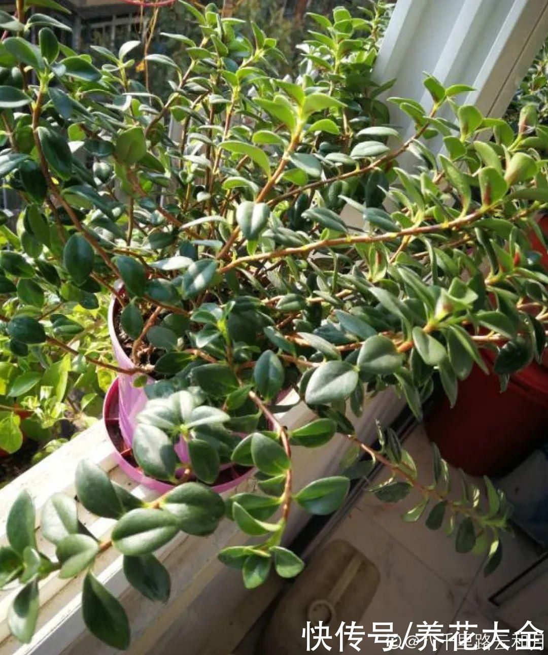 7种“落地生根”花，春天多插几棵，成活率特别高