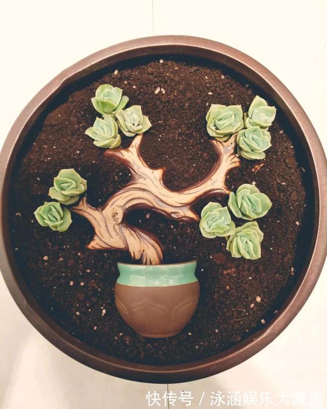 盆栽|她在医院垃圾桶“捡篮子”，拿来种多肉“颜值高”，人见人爱