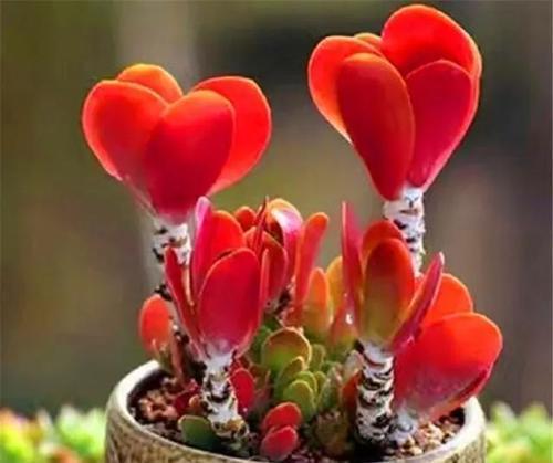 长势|5种容易养成老桩的多肉,一养就能成功,越养越美,适合新手