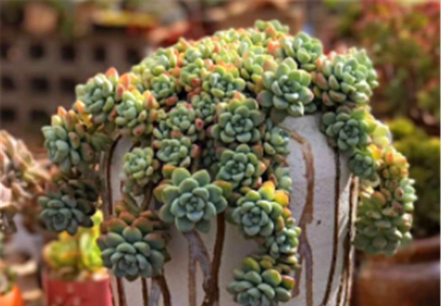 夏季|叶插的多肉有“3怕”,难怪夏季成片死亡,学会了安全度夏根系壮