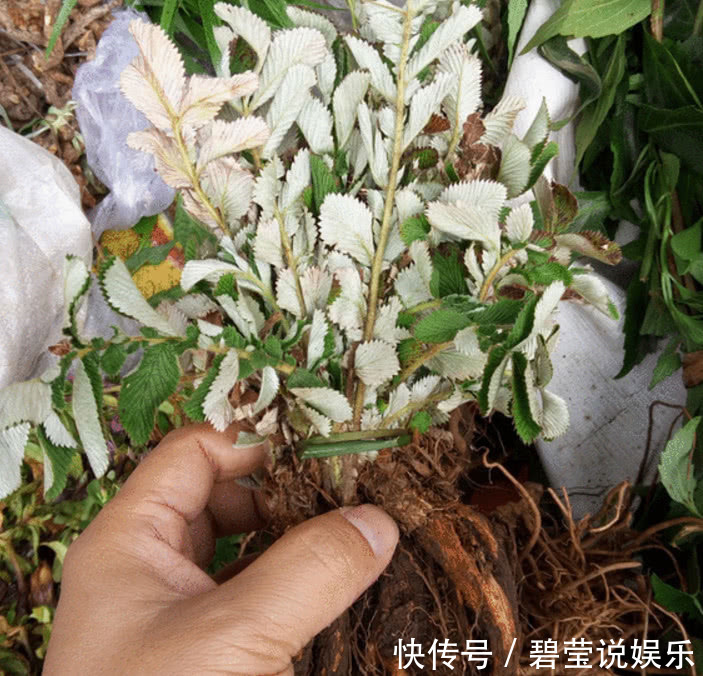 農村一種野草,小時候當成零食吃,如今方知很珍貴,尋找不易
