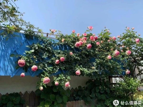 露台花园成型记（篇二）