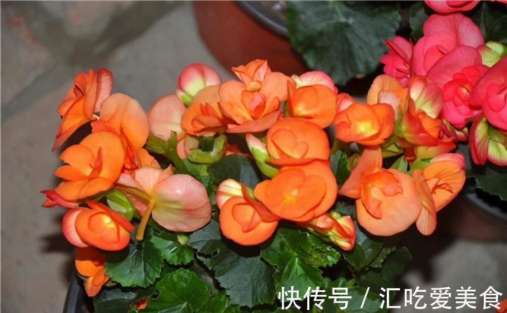 常常被低估的四种花,花期长达小半年,养一盆抵过10盆