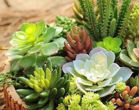 多肉一到夏季就休眠这3种长出“小包子”，照样美美哒