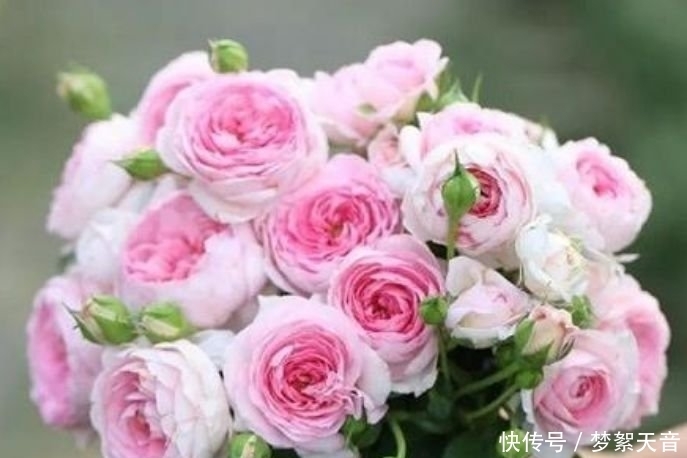 4种富贵花,添福添贵添好运,迷人的花朵,开满整个花盆