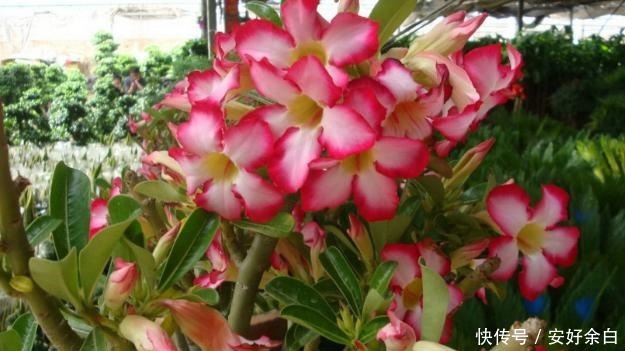 阳台要想变漂亮,此花养2盆,一到花期,颜值不输玫瑰,养了就爱!