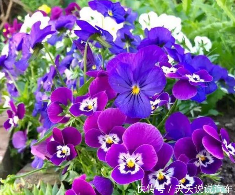 4种花夏季开的最灿烂,越热开花越旺,从年头开到年尾,人见人爱