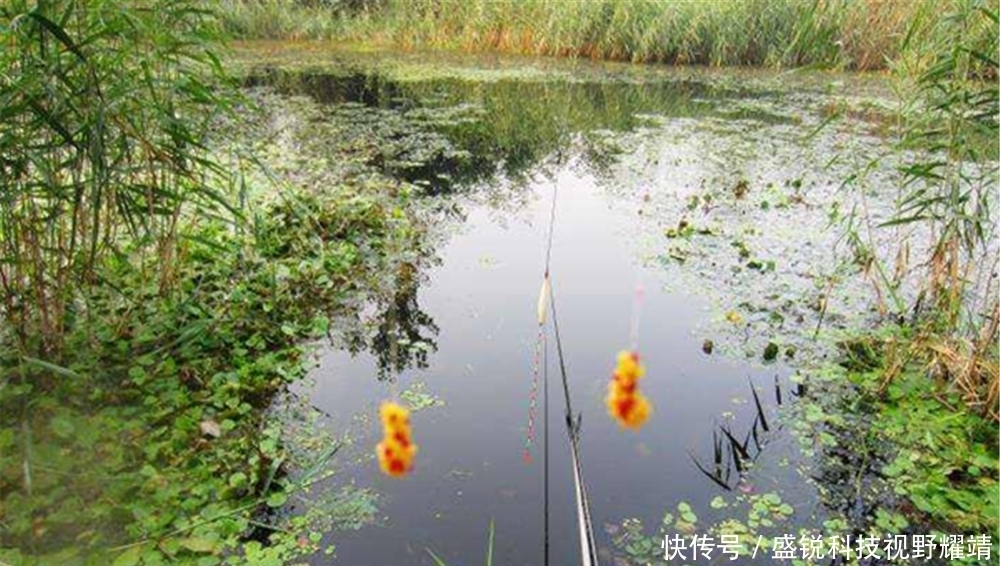 粉状窝料|野钓大鲫鱼,都开始不“正经”打窝了,要用这些“特色”聚鱼方法