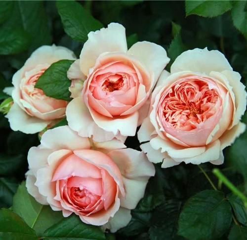 养月季没有那么复杂,“两种肥”轮流给,花苞更多叶子绿