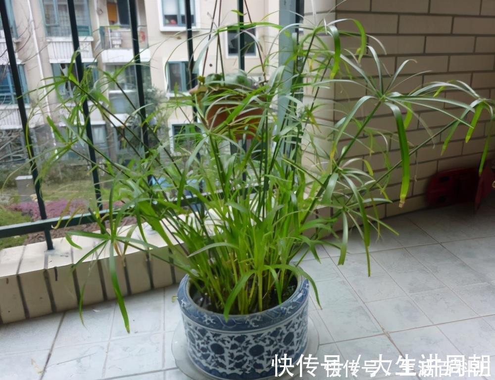 水竹|家里养上5种“竹”,吉祥“好运”,清雅大气,添福又添丁