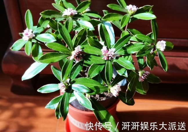 香味|喜欢养芳香花卉的人，客厅只养一盆“夺香花”，好闻又大气