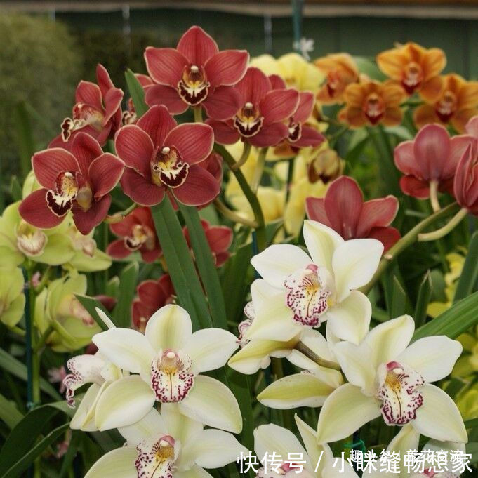 养护国兰和洋兰的几个基本技巧,学会浇水,盆栽养窗台边就好活