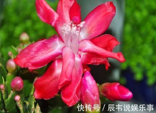 从7月23日开始，家养此款花卉，沾土就能活，不怕热耐干旱