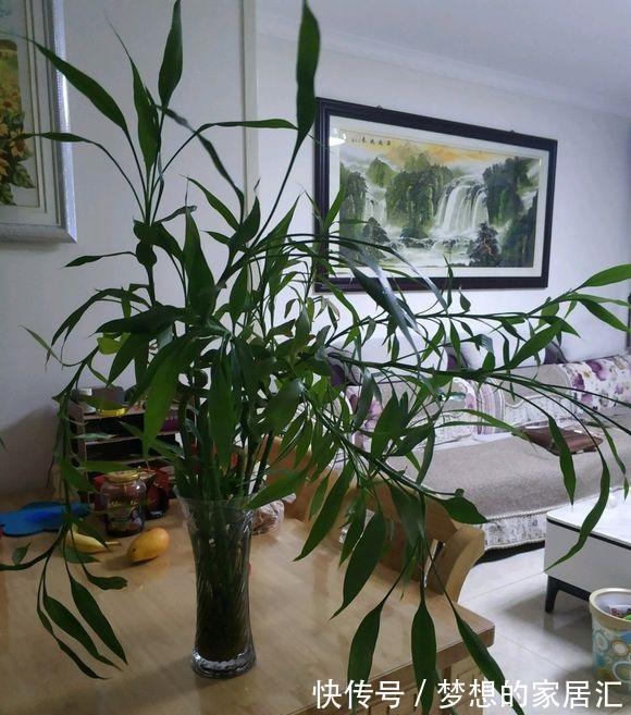 客厅|耐阴的5种绿植，放在客厅，卫生间，北向窗台，都能养得很好！